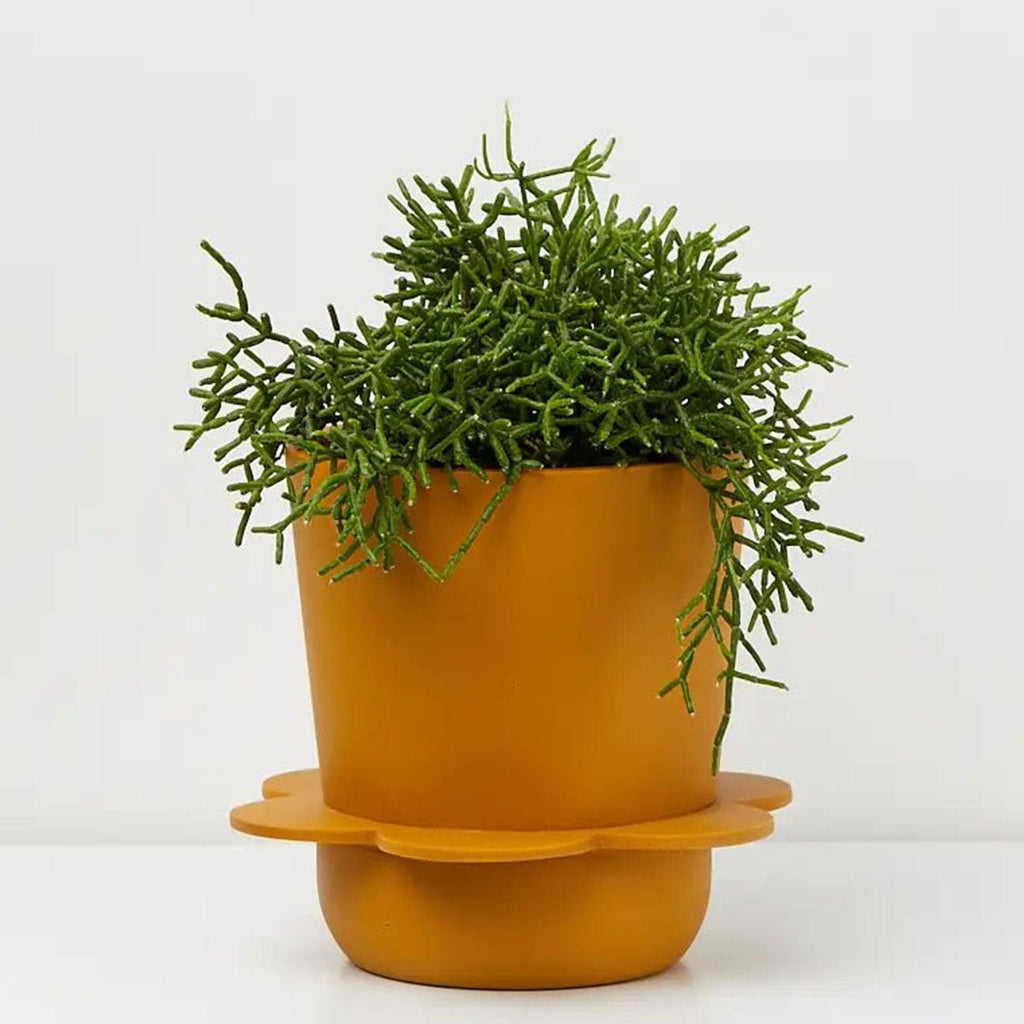 Spring Planter - Golden - House No.23